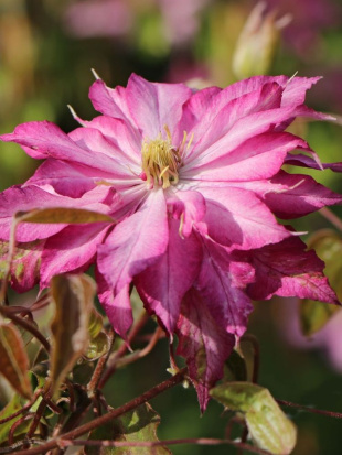 Клематис Каен (Kaen)