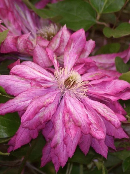 Клематис Каен (Kaen) купить с доставкой