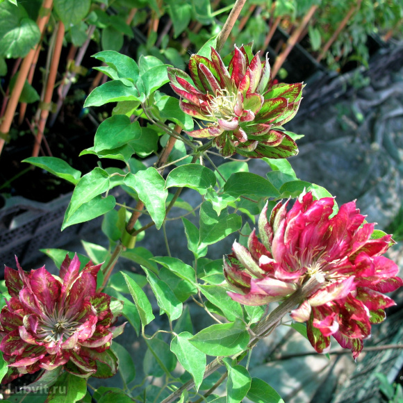 Клематис Каен (Kaen) купить с доставкой Клематис Каен (Kaen) купить с доставкой