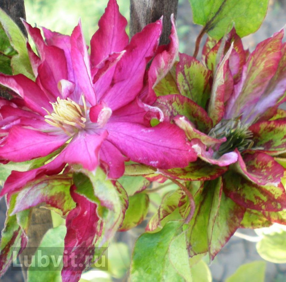 Клематис Каен (Kaen) купить с доставкой Клематис Каен (Kaen) купить с доставкой