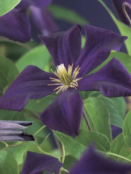 Клематис Романтика (Romantika) купить с доставкой