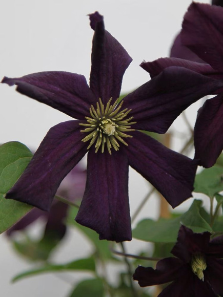 Клематис Романтика (Romantika) купить с доставкой