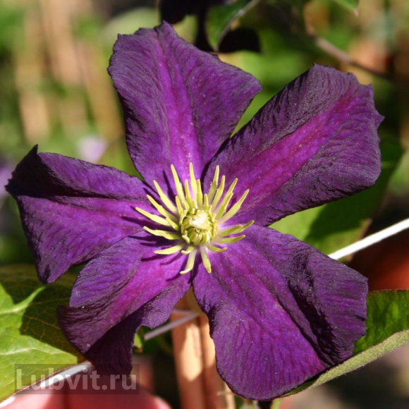 Клематис Романтика (Romantika) купить с доставкой