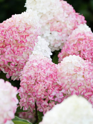 Гортензия Пинк энд Роуз (Pink and Rose) метельчатая