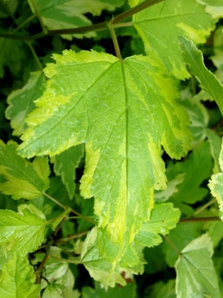 Пузыреплодник Голден Энни (Golden Anny) купить с доставкой