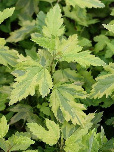 Пузыреплодник Голден Энни (Golden Anny) купить с доставкой