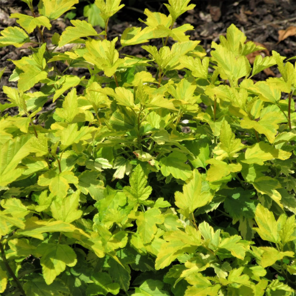 Пузыреплодник Голден Энни (Golden Anny) купить с доставкой