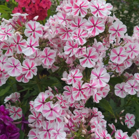 Флокс Твистер (Twister) купить с доставкой