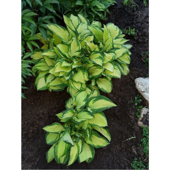 Хоста Альбопикта (Albopicta) [M] купить с доставкой