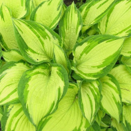 Хоста Альбопикта (Albopicta) [M]