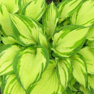 Хоста Альбопикта (Albopicta) [M]
