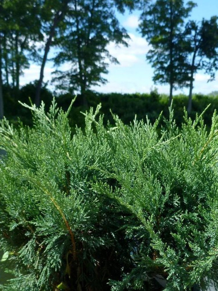 Можжевельник казацкий Голубой Дунай (Blue Danube) купить с доставкой
