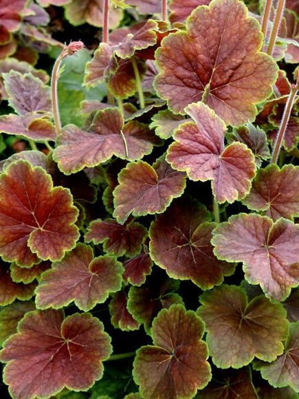 Гейхера Нозен Эксплоужен Сиенна (Northern Exposure Sienna) купить с доставкой Гейхера Нозен Эксплоужен Сиенна (Northern Exposure Sienna) купить с доставкой