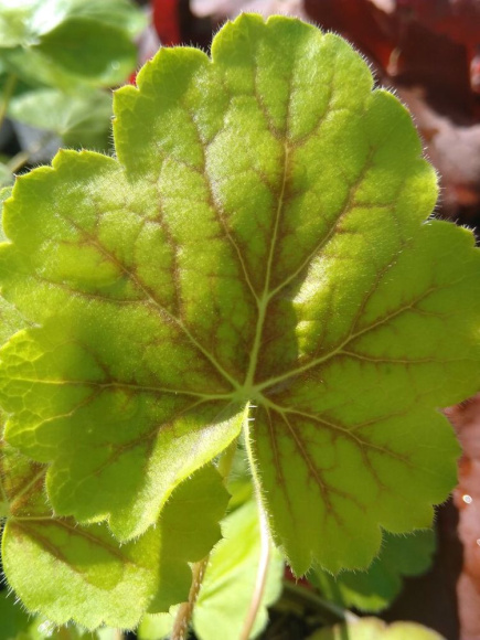 Гейхера Нозен Эксплоужен Сиенна (Northern Exposure Sienna) купить с доставкой Гейхера Нозен Эксплоужен Сиенна (Northern Exposure Sienna) купить с доставкой