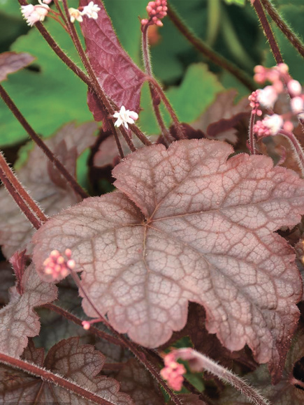 Гейхера Инфинити (Infinity) купить с доставкой