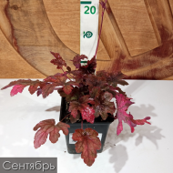 Гейхера Инфинити (Infinity)