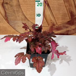 Гейхера Инфинити (Infinity)