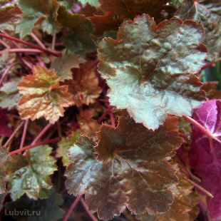 Гейхера Рейчел (Rachel)