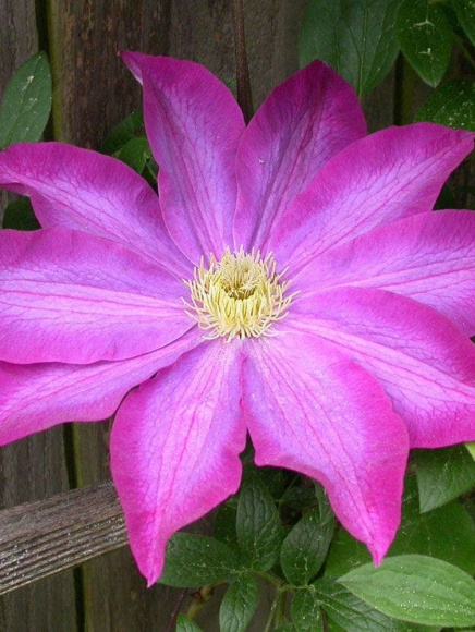 Клематис Какио (Kakio) купить с доставкой