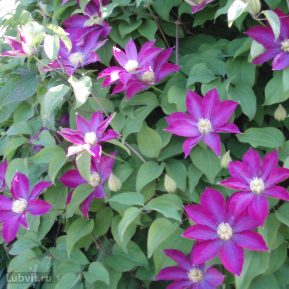 Клематис Какио (Kakio) купить с доставкой