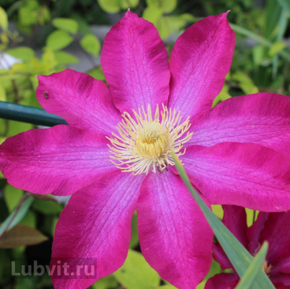 Клематис Какио (Kakio) купить с доставкой