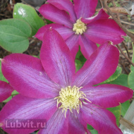 Клематис Какио (Kakio) Клематис Какио (Kakio)