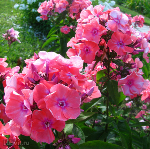 Флокс Московская сказка купить с доставкой