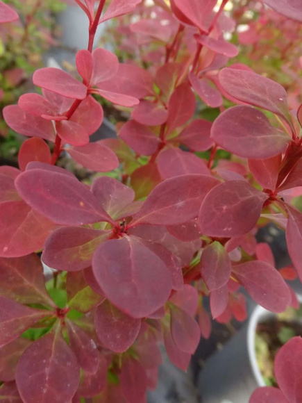 Барбарис Венис (Venice) купить с доставкой