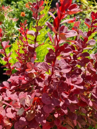 Барбарис Венис (Venice)