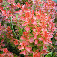 Барбарис Венис (Venice) Барбарис Венис (Venice)