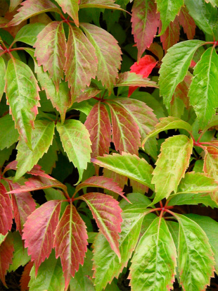 Девичий виноград пятилисточковый