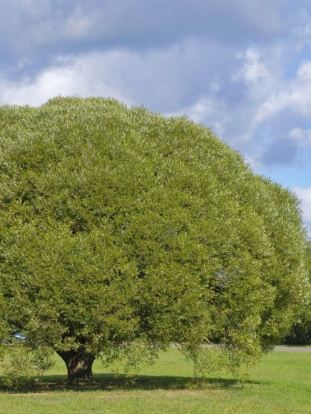 Ива Булата купить с доставкой