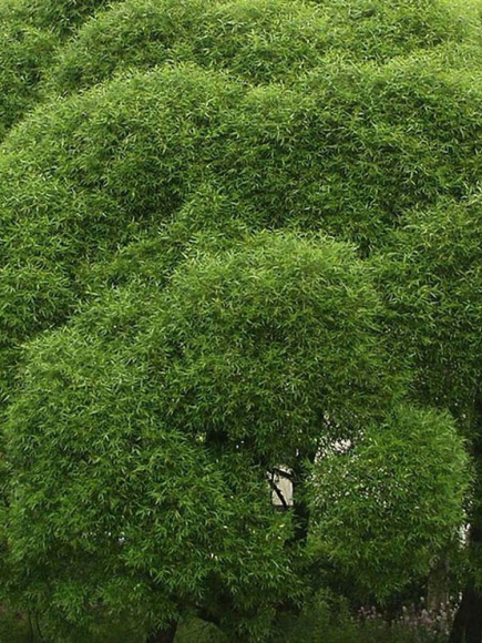 Ива Булата купить с доставкой