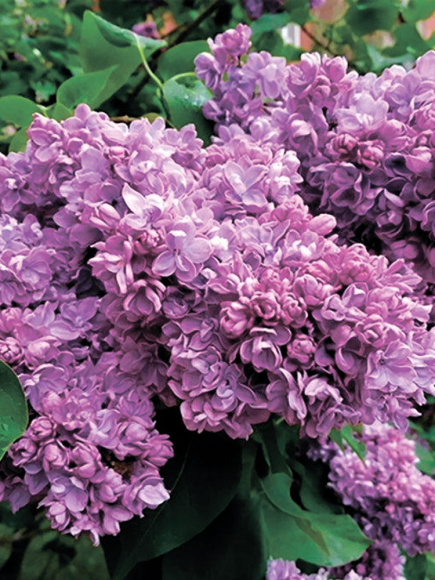 Сирень Антуан де Сент-Экзюпери купить с доставкой