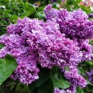 Сирень Антуан де Сент-Экзюпери