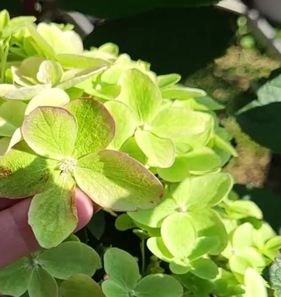 Гортензия Металлика (Metallica) метельчатая купить с доставкой Гортензия Металлика (Metallica) метельчатая купить с доставкой