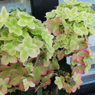 Гортензия Металлика (Metallica) метельчатая Гортензия Металлика (Metallica) метельчатая