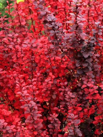 Барбарис Ред Пиллар (Red Pillar) купить с доставкой