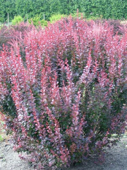 Барбарис Ред Пиллар (Red Pillar) купить с доставкой