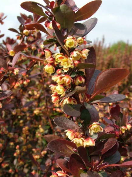 Барбарис Ред Пиллар (Red Pillar) купить с доставкой