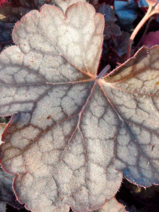 Гейхера Регина (Regina)