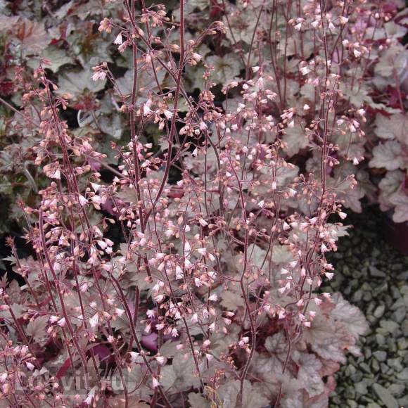 Гейхера Регина (Regina) купить с доставкой