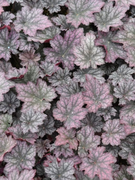 Гейхера Фростед Виолет (Frosted Violet) купить с доставкой