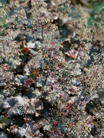 Гейхера Фростед Виолет (Frosted Violet) купить с доставкой