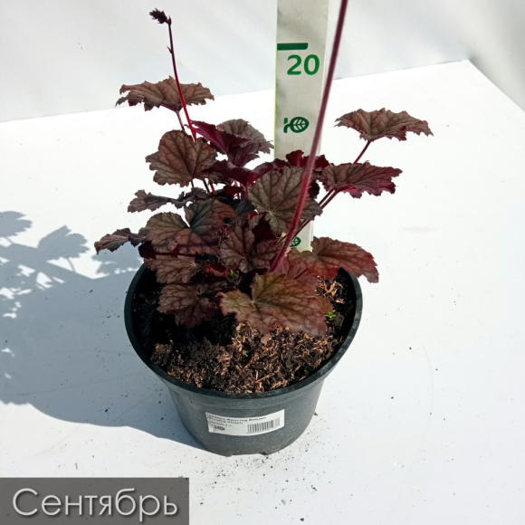 Гейхера Фростед Виолет (Frosted Violet) купить с доставкой