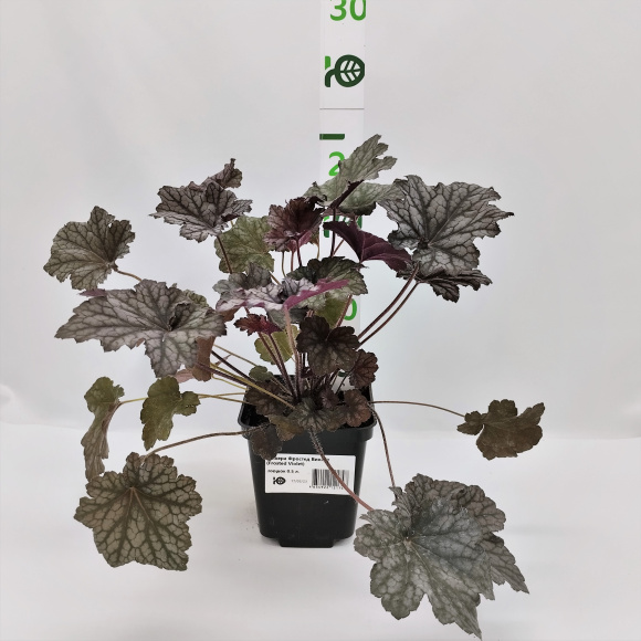 Гейхера Фростед Виолет (Frosted Violet) купить с доставкой