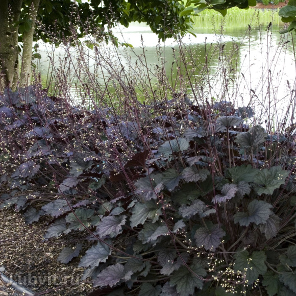 Гейхера Фростед Виолет (Frosted Violet) купить с доставкой