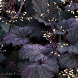 Гейхера Фростед Виолет (Frosted Violet)