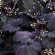 Гейхера Фростед Виолет (Frosted Violet) купить с доставкой