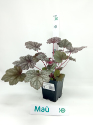 Гейхера Фростед Виолет (Frosted Violet) Гейхера Фростед Виолет (Frosted Violet)